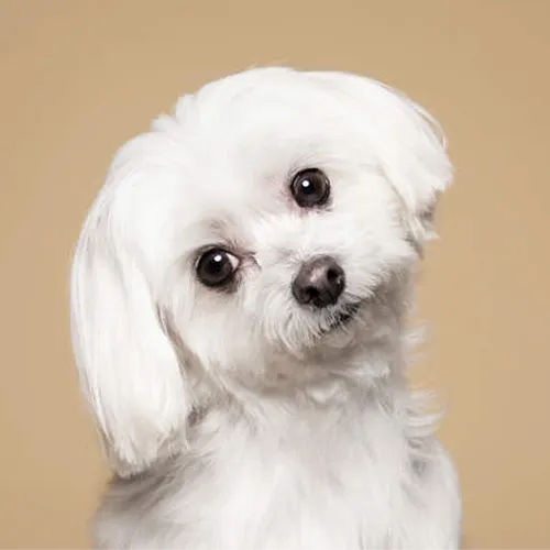 profile-picture