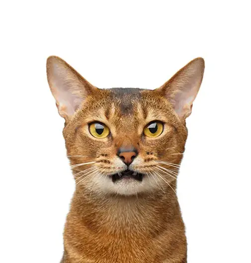 profile-picture